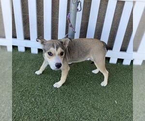 Siberian Husky-Staffordshire Bull Terrier Mix Dogs for adoption in Modesto, CA, USA