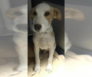 Labrador Retriever-Unknown Mix Dogs for adoption in Conroe, TX, USA