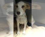 Small Labrador Retriever Mix