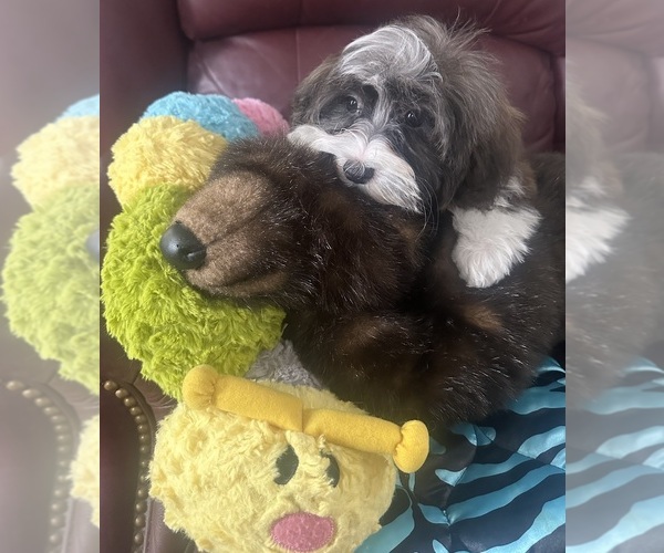 Medium Photo #1 Havanese Puppy For Sale in LIVONIA, MI, USA