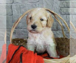 Goldendoodle (Miniature) Puppy for sale in SAVANNAH, TN, USA