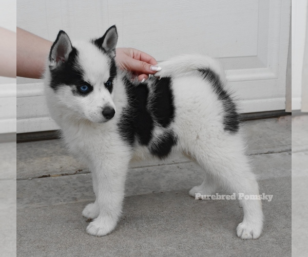 Medium Photo #2 Pomsky Puppy For Sale in KANSAS CITY, MO, USA
