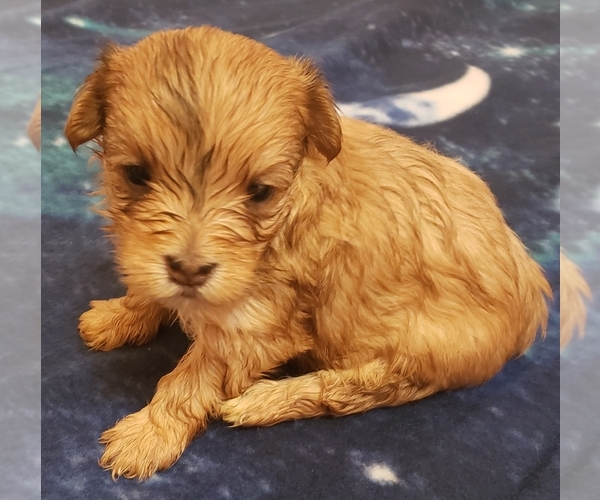 Medium Photo #4 Morkie Puppy For Sale in ATHENS, AL, USA