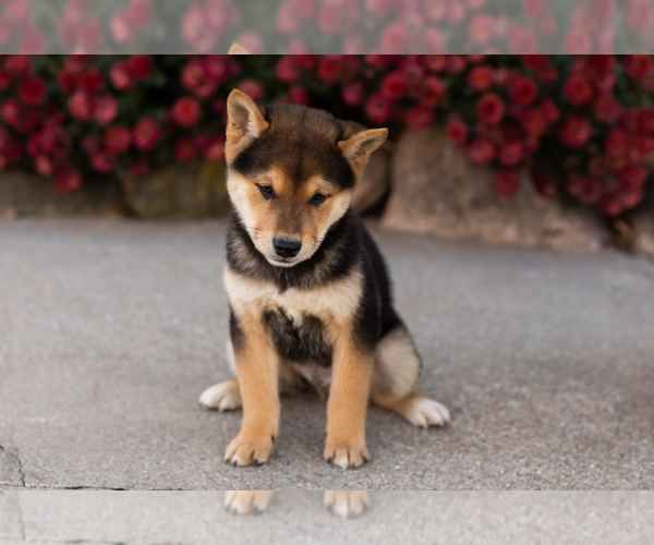 Medium Photo #8 Shiba Inu Puppy For Sale in MILLERSBURG, IN, USA