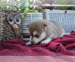 Puppy 4 Alaskan Klee Kai