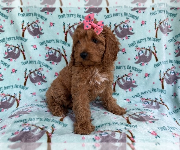 Medium Photo #6 Cavapoo (Miniature) Puppy For Sale in LAKELAND, FL, USA