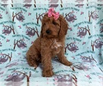 Small #5 Cavapoo (Miniature)