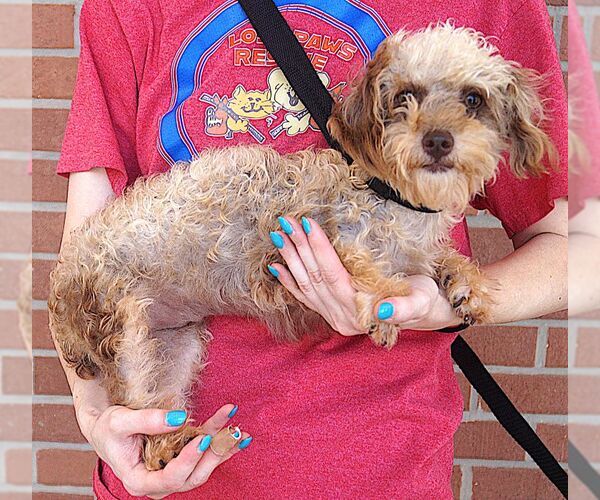 Medium Photo #1 Poodle (Toy) Puppy For Sale in Carrollton, TX, USA