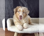 Small #8 Australian Shepherd