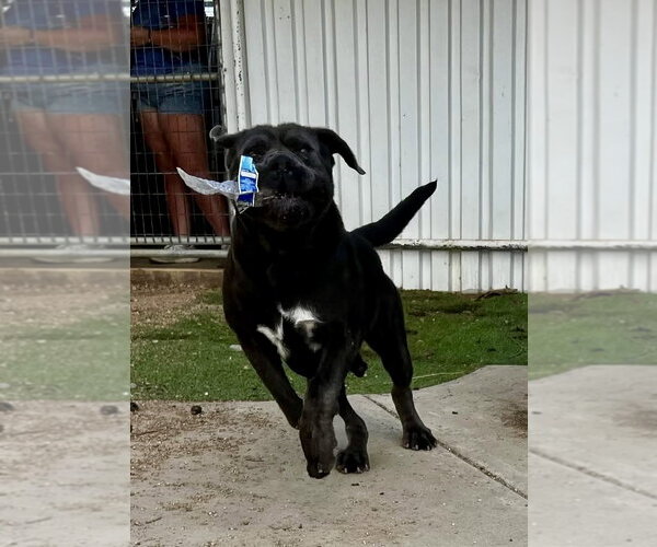 Medium Photo #6 Mutt Puppy For Sale in Goodyear, AZ, USA