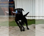 Small #5 Mutt