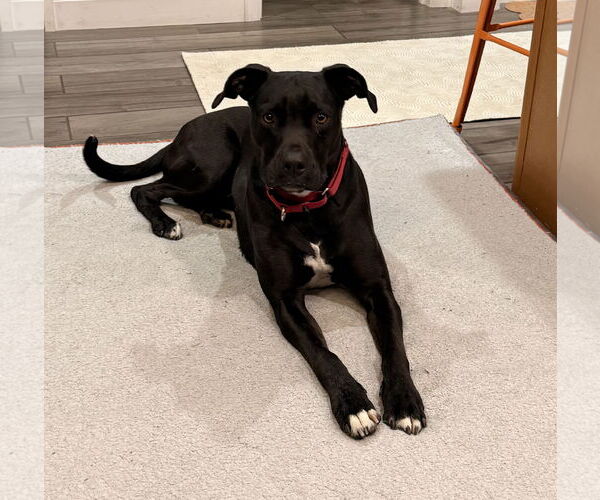 Medium Photo #5 Labrador Retriever-Unknown Mix Puppy For Sale in Doylestown, PA, USA