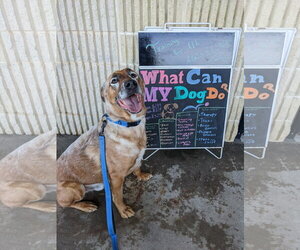 DRAKO - Male Mutt Dog for Adoption - Photo #2
