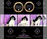 Small #5 Cavapoo (Miniature)
