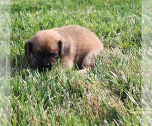 Puggle Puppy for sale in BLOOMINGTON, IN, USA