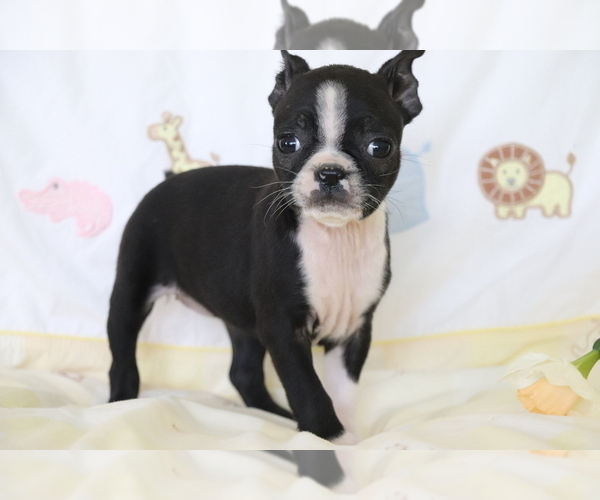 Medium Photo #2 Boston Terrier Puppy For Sale in SHILOH, OH, USA
