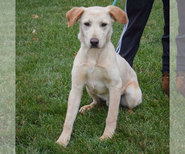 Medium Photo #2 Mutt Puppy For Sale in Huntley, IL, USA