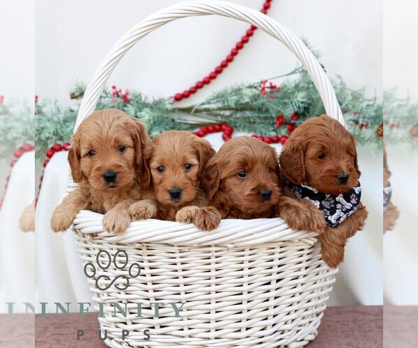Medium Photo #2 Goldendoodle (Miniature) Puppy For Sale in NARVON, PA, USA