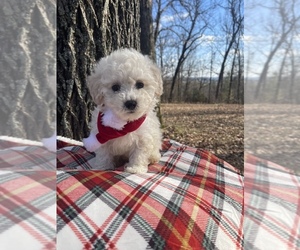Poochon Puppy for sale in PRINCETON, KY, USA