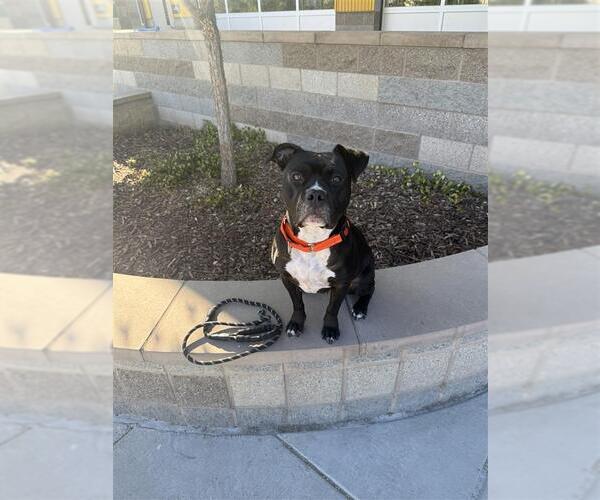 Medium Photo #3 Mutt Puppy For Sale in Elk Grove, CA, USA