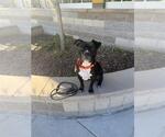 Small #2 Mutt