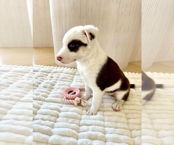 Medium Photo #2 Pyrenees Catahoula Puppy For Sale in Dana Point, CA, USA