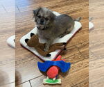 Small Shih Tzu Mix
