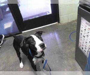 American Pit Bull Terrier-Unknown Mix Dogs for adoption in Tulsa, OK, USA