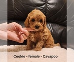 Small #1 Cavapoo (Miniature)