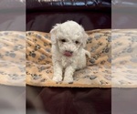 Small #2 Bichpoo mix (+ Bichon Frise)