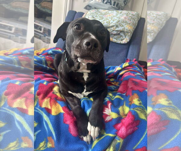 Medium Photo #3 American Pit Bull Terrier-Unknown Mix Puppy For Sale in Germantown, OH, USA