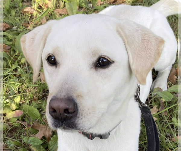 Medium Photo #1 Labrador Retriever-Unknown Mix Puppy For Sale in San Ramon, CA, USA