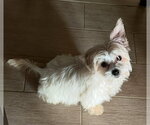 Small #1 Maltese Mix