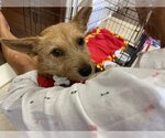 Small Photo #3 Norwich Terrier-Unknown Mix Puppy For Sale in Holly Springs, NC, USA