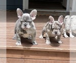 Small Photo #6 French Bulldog Puppy For Sale in GIG HARBOR, WA, USA