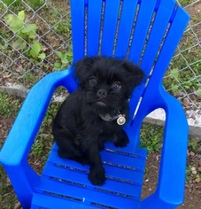 Brussels Griffon Puppy for sale in NEW BRITAIN, CT, USA