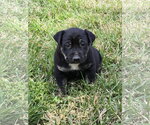 Small #3 Labrador Retriever Mix