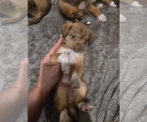 Chorkie Puppy for sale in KILLEEN, TX, USA