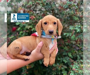 Dachshund Puppy for sale in WINNSBORO, LA, USA