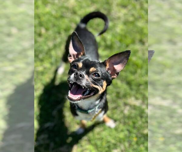 Medium Photo #2 Italian Greyhuahua Puppy For Sale in Davis, CA, USA
