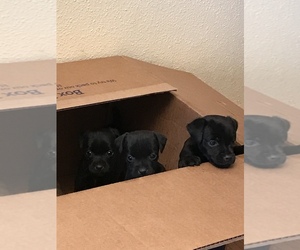 Patterdale Terrier Puppy for sale in BORDERSVILLE, TX, USA