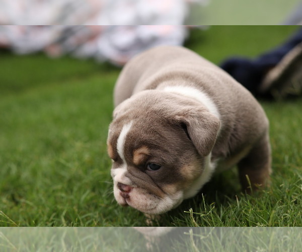 Medium Photo #8 Olde English Bulldogge Puppy For Sale in MANSFIELD, GA, USA