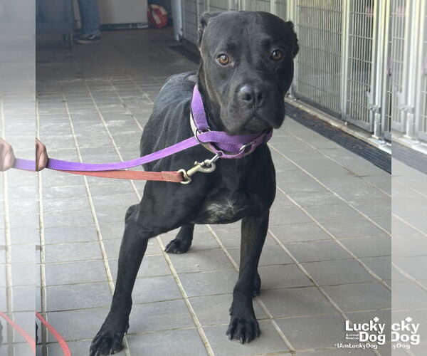 Medium Photo #4 American Pit Bull Terrier-Labrador Retriever Mix Puppy For Sale in Washington, DC, USA