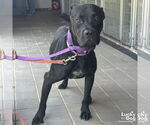 Small #3 American Pit Bull Terrier-Labrador Retriever Mix