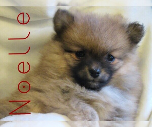 Medium Photo #1 Pomeranian Puppy For Sale in MC CLURE, PA, USA