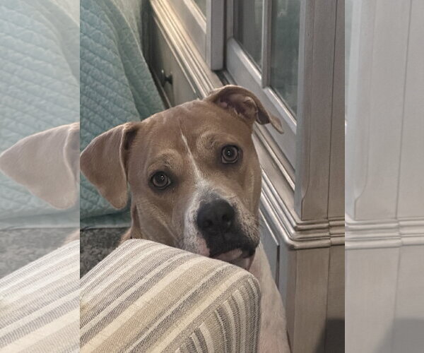 Medium Photo #9 Boxer-Staffordshire Bull Terrier Mix Puppy For Sale in Chandler, AZ, USA