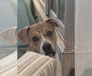 LUNA - Female Boxer-Staffordshire Bull Terrier Mix Dog for Adoption - Photo #9
