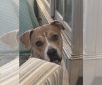 Small Photo #9 Boxer-Staffordshire Bull Terrier Mix Puppy For Sale in Chandler, AZ, USA