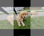 Small #3 Golden Retriever