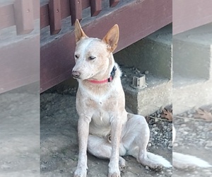 Father of the Australian Cattle Dog puppies born on 10/26/2025